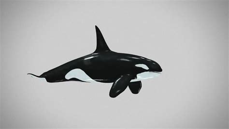 Cartoon Killer Whale - Whale Killer Orca Orcas Head Orcinus Mermaid ...