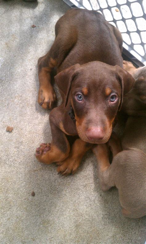 Doberman Pinscher Puppy Brown