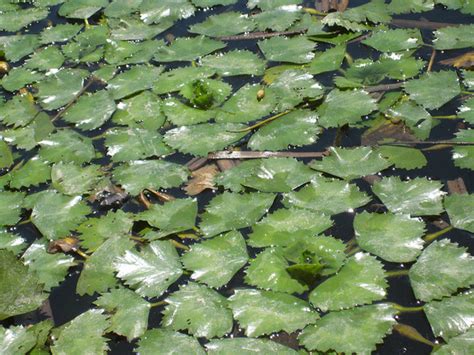 Health Benefits and Uses of Indian Water Chestnut (Singhara) | CalorieBee