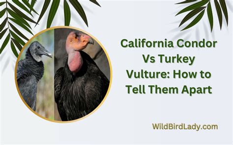 California Condor Vs Turkey Vulture: How to Tell Them Apart