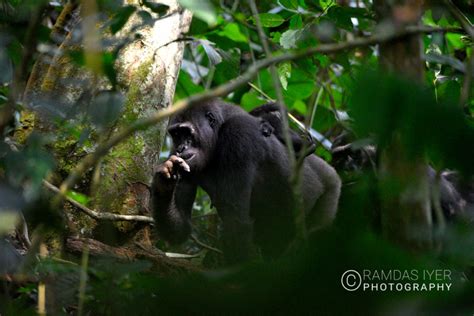 Congo Wildlife – Ramdas Iyer Photography