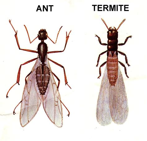 Flying Ants or Termites? | Black Knight Pest Control