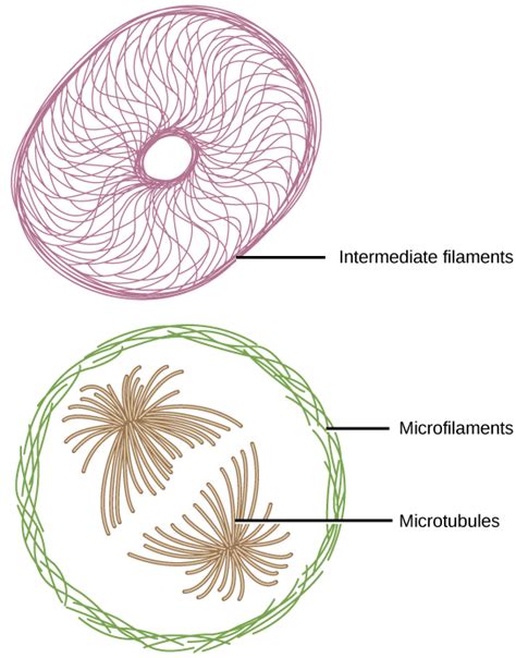 Plant Cell Microfilaments