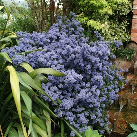 Buy Californian lilac Ceanothus Puget Blue: £89.99 Delivery by Crocus