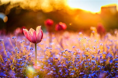 Flowers in the Sunset, flowers, sunset, nature, HD wallpaper | Peakpx