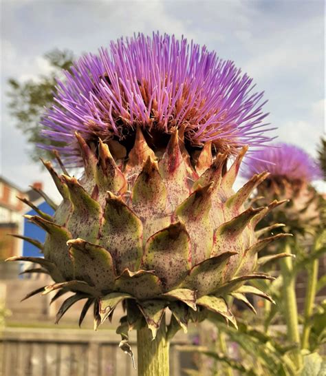 Cynara scolymus | Proctors Nursery