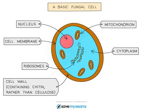 Features of Organisms (1.3.1) | CIE IGCSE Biology Revision Notes 2022 ...