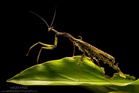 Dragon Mantis (Toxodera beieri) | Alex Hyde