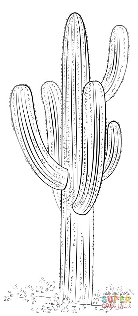 Cactus Drawing Outline at PaintingValley.com | Explore collection of ...