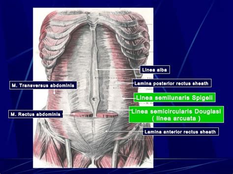 Kuliah abdomen SEMESTER 2 kd 2 anatomy