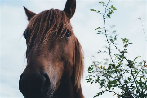 Horse Lung Anatomy Guide: How to Keep Your Horse Free of Respiratory ...