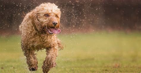 What Size Crate for a Cockapoo