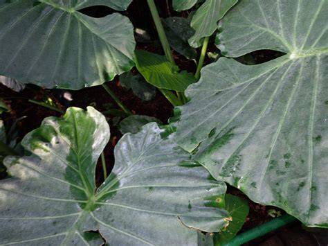 Large Leaf Plants - KGarden Plant