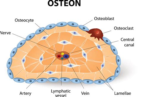 Osteon Development And Structure Stock Illustration - Download Image ...