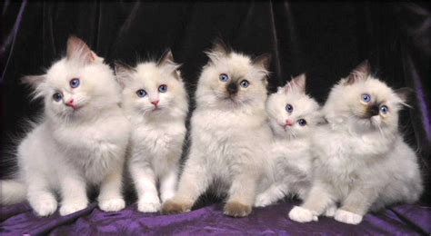 Cat Photos - Ragdoll Cat Photos