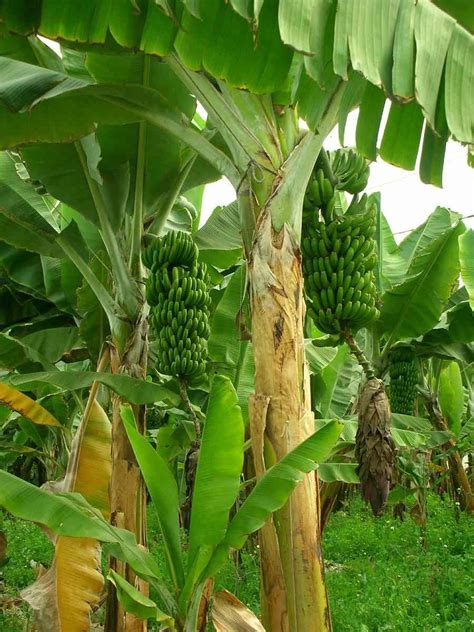 Most Profitable Fruit Farming In India | Agri Farming