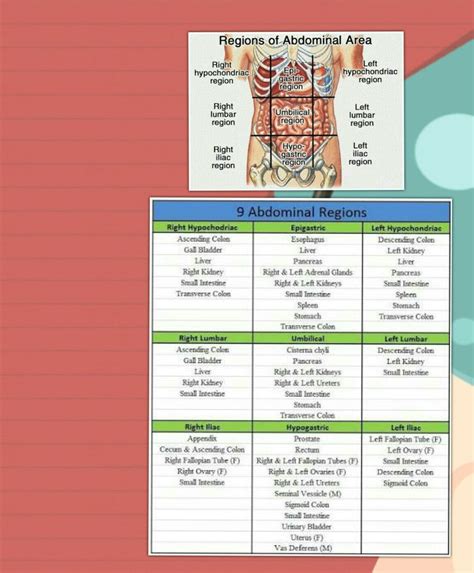 9 Regions Of Abdomen And Their Organs