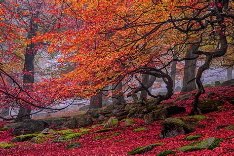 Red Forest Tree Landscape Autumn by Ben Robson Hull Photography