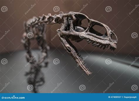 Dinosaur Fossils stock image. Image of background, animal - 47400557