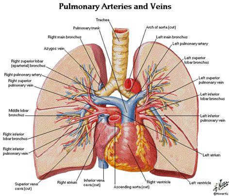 Lung Anatomy Diagram | ... : Thorax,Lungs,Heart Anatomy and Physiology ...