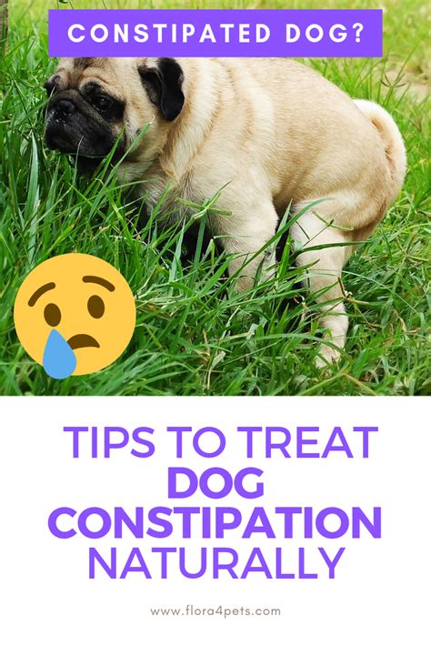 How to treat dog constipation at home with natural remedies?