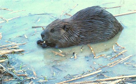 Beaver or muskrat? Here’s how to tell - The Washington Post