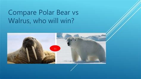 Polar bear vs walrus fight- who going to win?