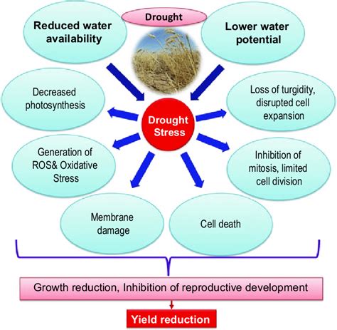 1 Possible drought stress responses in plants (Adapted from ...