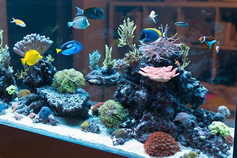 Problems With Tap Water in Saltwater Aquariums