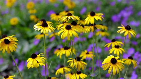 How to Plant and Grow Black-Eyed Susan (Rudbeckia Hirta)