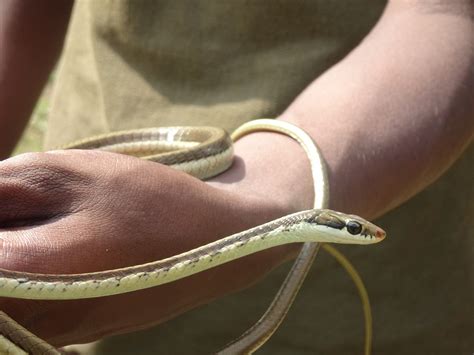 Eastern Ghats Wildlife Society