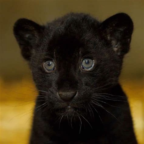 Rare Newborn Black Jaguar Cub Brings Hope to the “Near Threatened ...