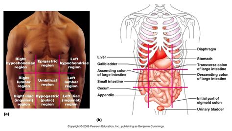 Intro to Anatomy 1: Life, Organization, and Terminology - Freethought ...