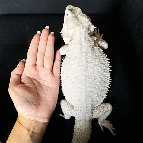 Pin by Michael G on Animals | Cute reptiles, Bearded dragon, Cute baby ...