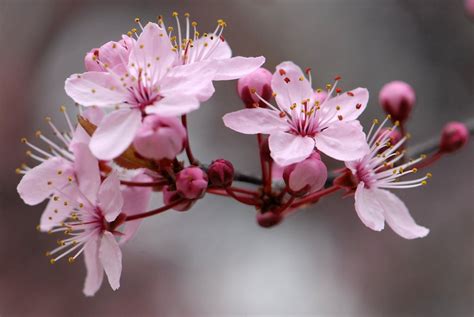 Wallpaper : pink, flower, spring, cherry blossom, flora, branch, petal ...