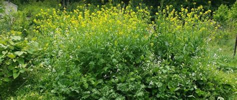 Allelopathic Plants: What Are They, The List, and How To (and Not To ...