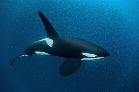 Orca Whale Photos, Posters & Facts