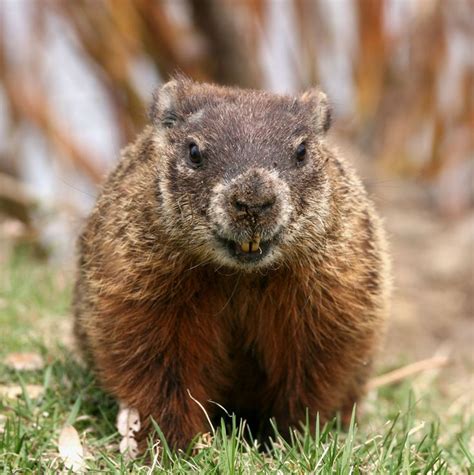 Groundhog Close Up | Groundhog pictures, Groundhog, Happy groundhog day