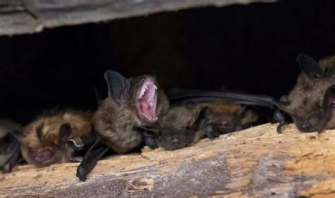 Here's how to create a healthy bat habitat in your yard — and why you ...