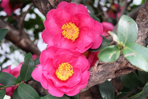 Sasanqua Camellias for Fall & Winter Color - Dennis' 7 Dees ...