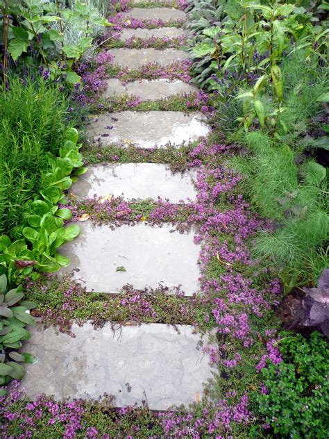 Creeping Thyme - Easy herbal ground cover. Drought tolerant, repels ...