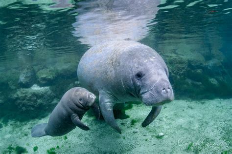 Manatee Mother and Calf––On the Cover | Manatee Tales