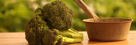 Superfood Broccoli | Dr. Fredda Branyon