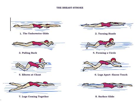 swimming breaststroke | Breaststrokes Technique – Essential Basic ...