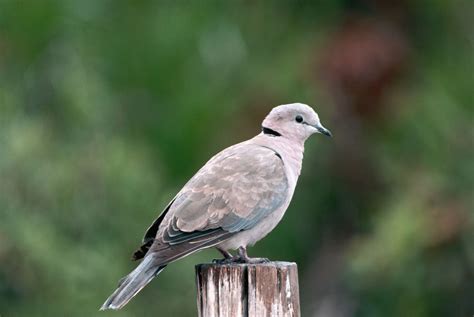 Species Profile of the Ring-Necked Dove