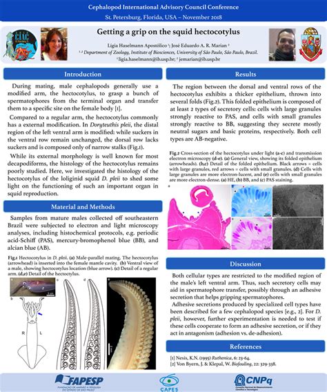 (PDF) Getting a grip on the squid hectocotylus