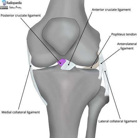 Tibial Intercondylar Eminence