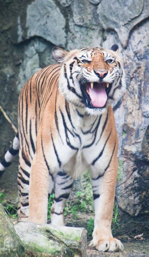 338 Sumatran Tiger Roar Stock Photos - Free & Royalty-Free Stock Photos ...