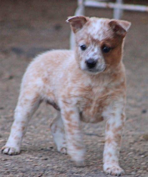 Queensland Heeler Puppy Dogs For Sale in Ventura County, Southern ...