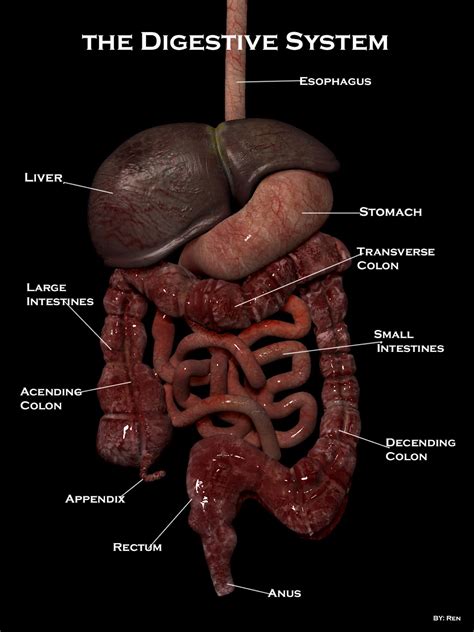 The Polygon Monkey: Digestive System done in Modo and ZBrush